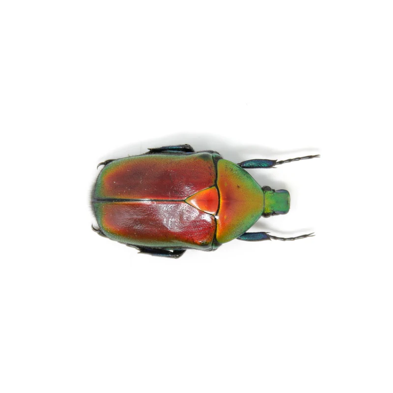 Red Flower Beetle (Torynorrhina flammea) | A1 Unmounted Specimen | Pack of 2, 5 or 10