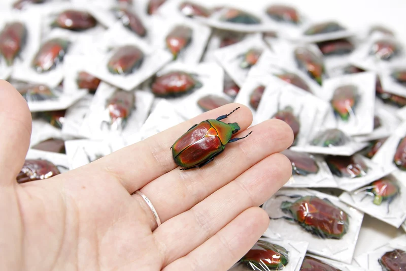 Red Flower Beetle (Torynorrhina flammea) | A1 Unmounted Specimen | Pack of 2, 5 or 10