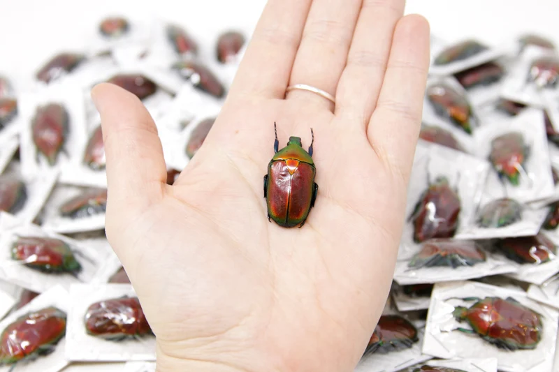 Red Flower Beetle (Torynorrhina flammea) | A1 Unmounted Specimen | Pack of 2, 5 or 10
