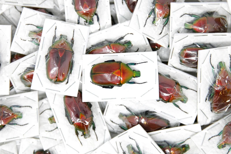 Red Flower Beetle (Torynorrhina flammea) | A1 Unmounted Specimen | Pack of 2, 5 or 10