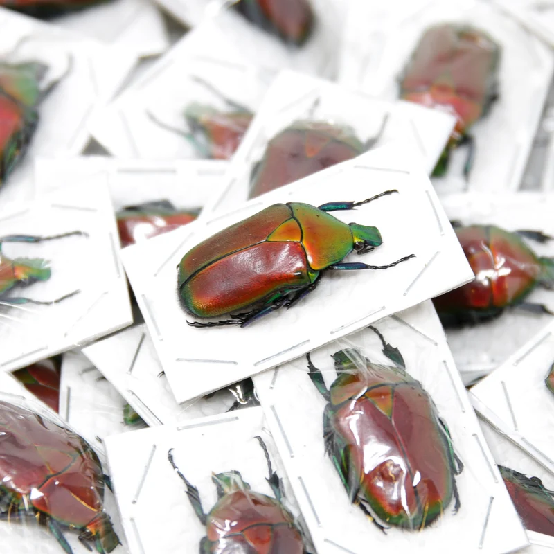 Red Flower Beetle (Torynorrhina flammea) | A1 Unmounted Specimen | Pack of 2, 5 or 10