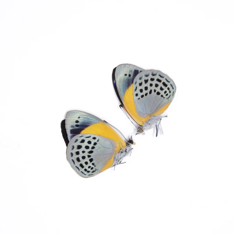 TWO (2) Asterope markii davisii | The Dotted Glory Butterflies | Dry-preserved Butterfly Specimens