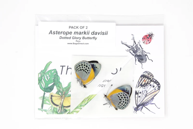 TWO (2) Asterope markii davisii | The Dotted Glory Butterflies | Dry-preserved Butterfly Specimens