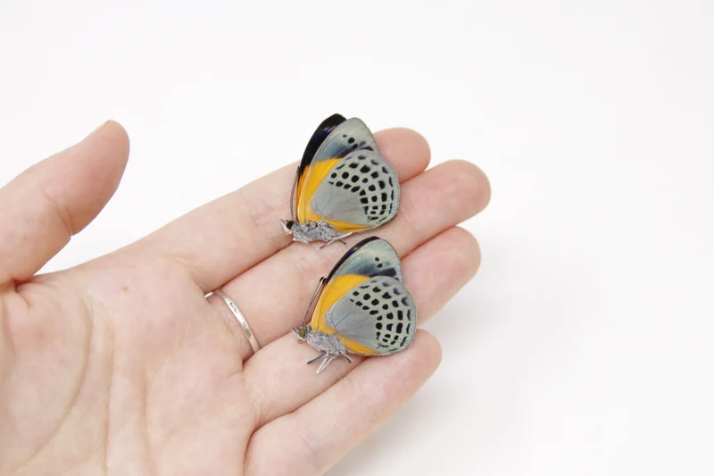 TWO (2) Asterope markii davisii | The Dotted Glory Butterflies | Dry-preserved Butterfly Specimens