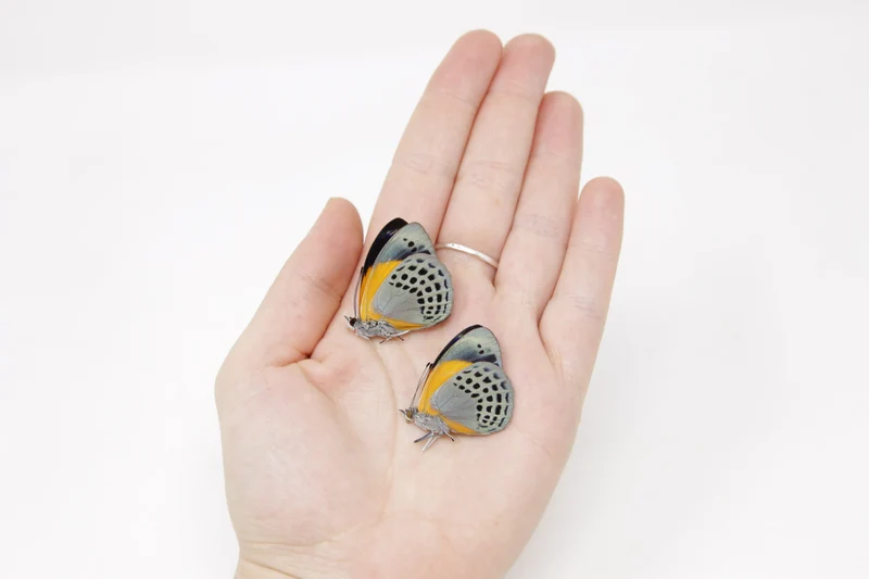 TWO (2) Asterope markii davisii | The Dotted Glory Butterflies | Dry-preserved Butterfly Specimens