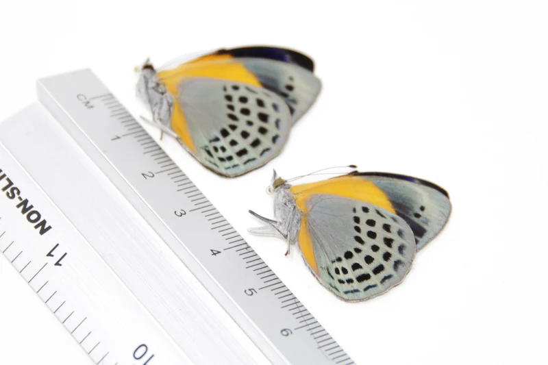 TWO (2) Asterope markii davisii | The Dotted Glory Butterflies | Dry-preserved Butterfly Specimens