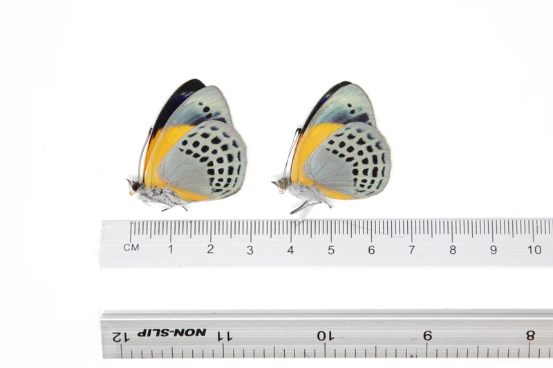 TWO (2) Asterope markii davisii | The Dotted Glory Butterflies | Dry-preserved Butterfly Specimens