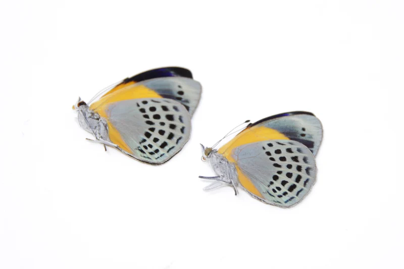TWO (2) Asterope markii davisii | The Dotted Glory Butterflies | Dry-preserved Butterfly Specimens