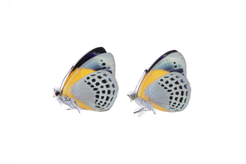 TWO (2) Asterope markii davisii | The Dotted Glory Butterflies | Dry-preserved Butterfly Specimens