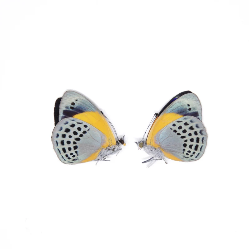 TWO (2) Asterope markii davisii | The Dotted Glory Butterflies | Dry-preserved Butterfly Specimens
