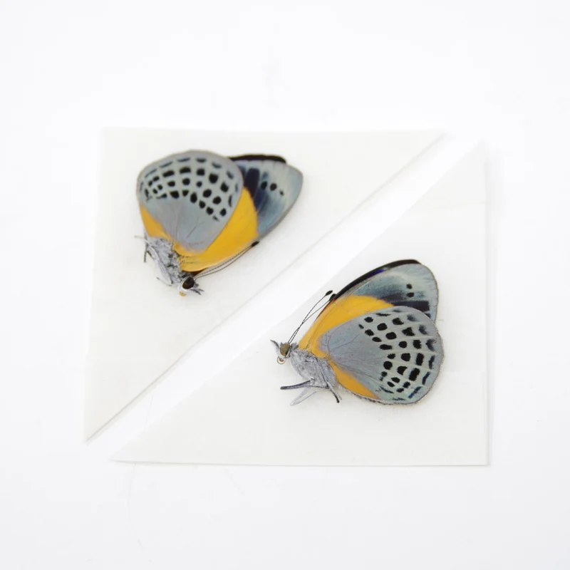 TWO (2) Asterope markii davisii | The Dotted Glory Butterflies | Dry-preserved Butterfly Specimens