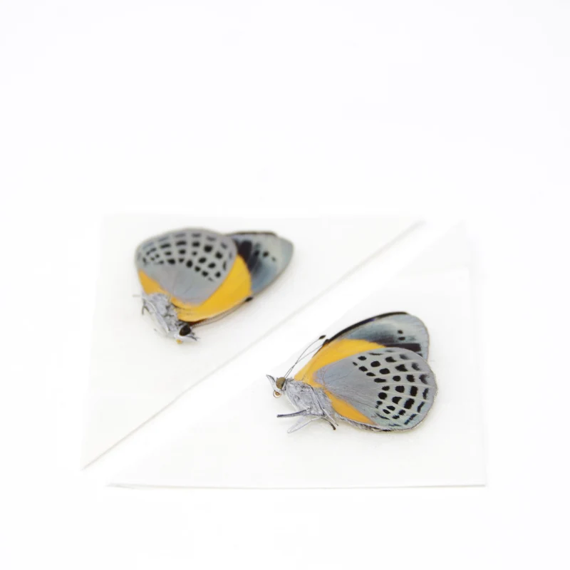 TWO (2) Asterope markii davisii | The Dotted Glory Butterflies | Dry-preserved Butterfly Specimens