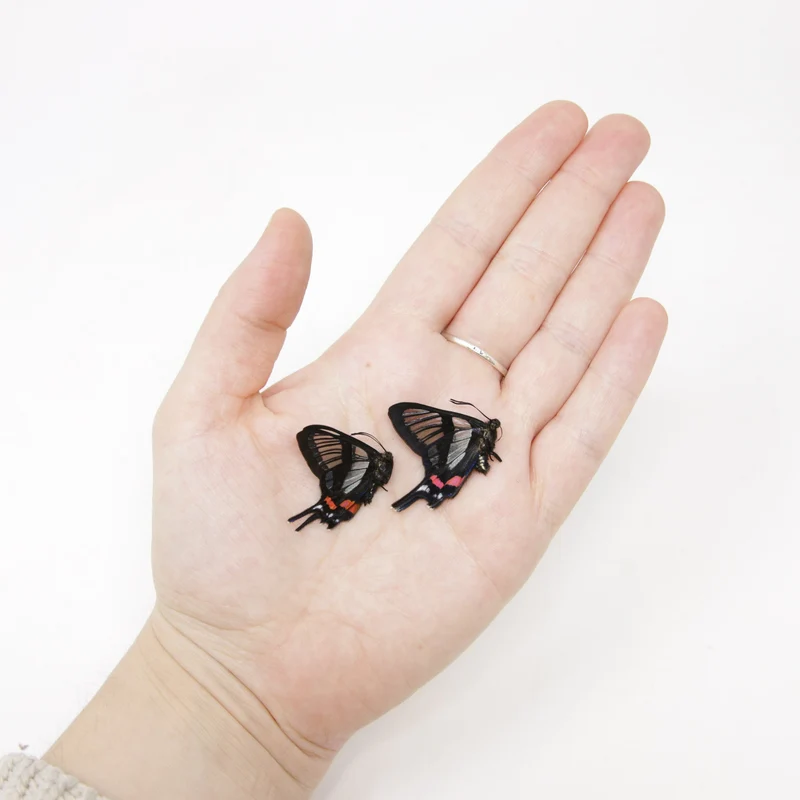 TWO (2) Chorinea sylphina | The Angel Glass Wing | Dry-preserved Butterfly Specimens