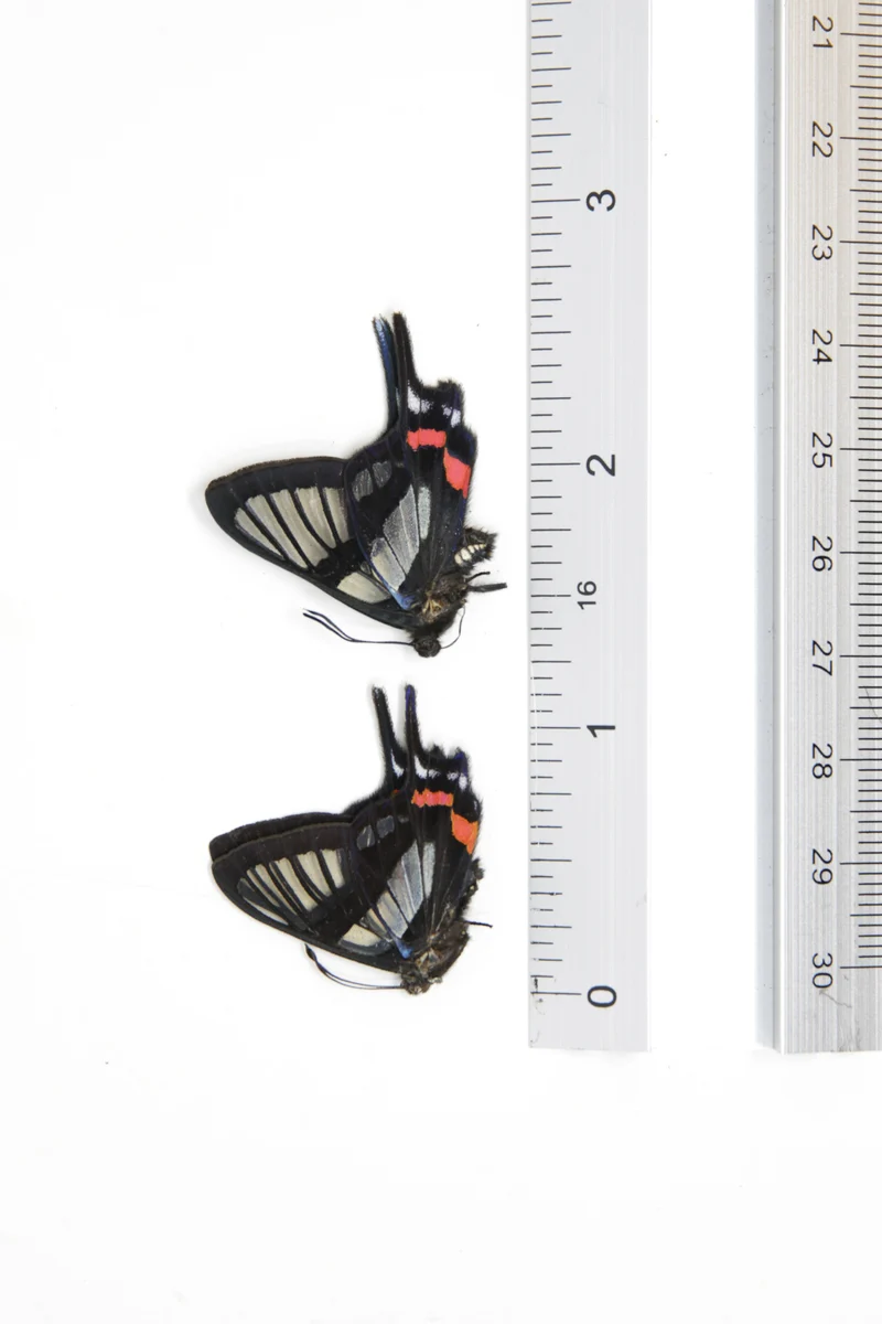 TWO (2) Chorinea sylphina | The Angel Glass Wing | Dry-preserved Butterfly Specimens