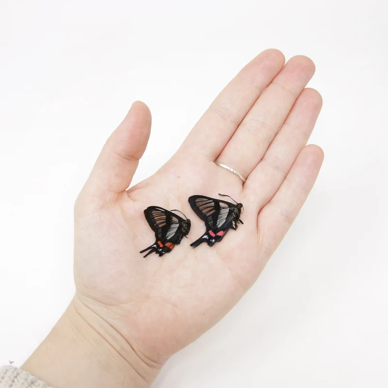 TWO (2) Chorinea sylphina | The Angel Glass Wing | Dry-preserved Butterfly Specimens