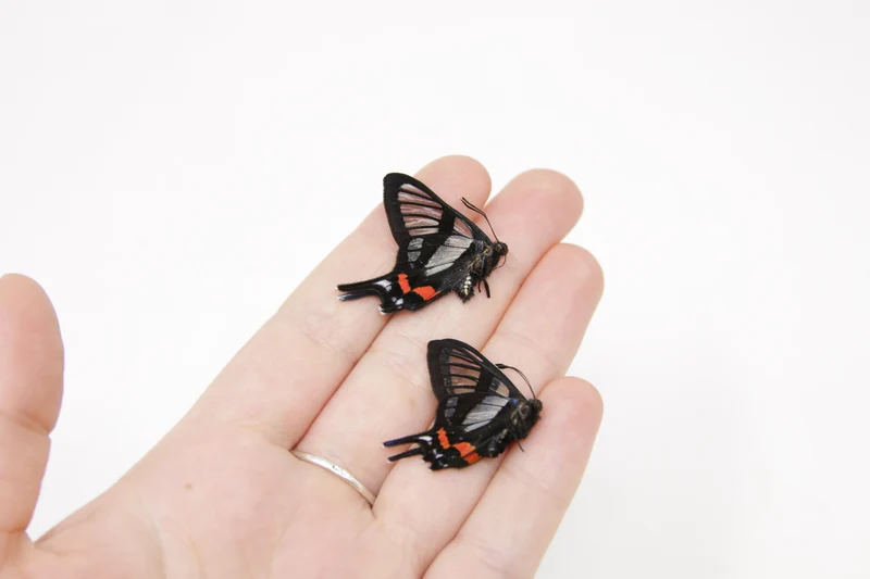 TWO (2) Chorinea sylphina | The Angel Glass Wing | Dry-preserved Butterfly Specimens