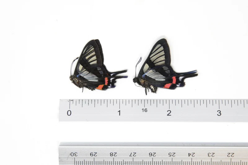 TWO (2) Chorinea sylphina | The Angel Glass Wing | Dry-preserved Butterfly Specimens