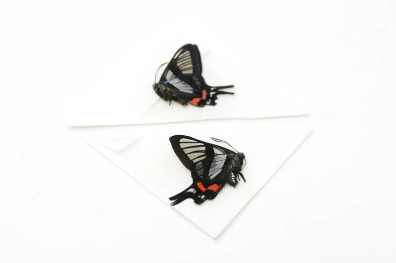 TWO (2) Chorinea sylphina | The Angel Glass Wing | Dry-preserved Butterfly Specimens