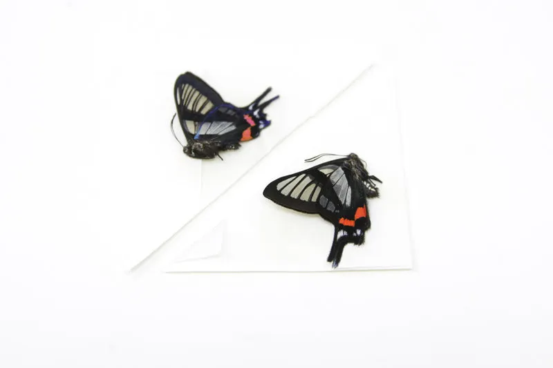 TWO (2) Chorinea sylphina | The Angel Glass Wing | Dry-preserved Butterfly Specimens