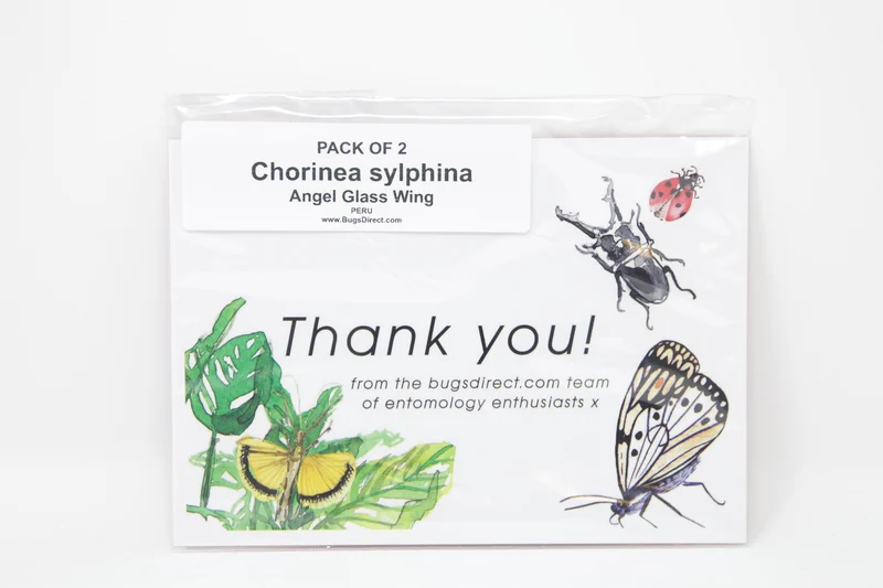 TWO (2) Chorinea sylphina | The Angel Glass Wing | Dry-preserved Butterfly Specimens