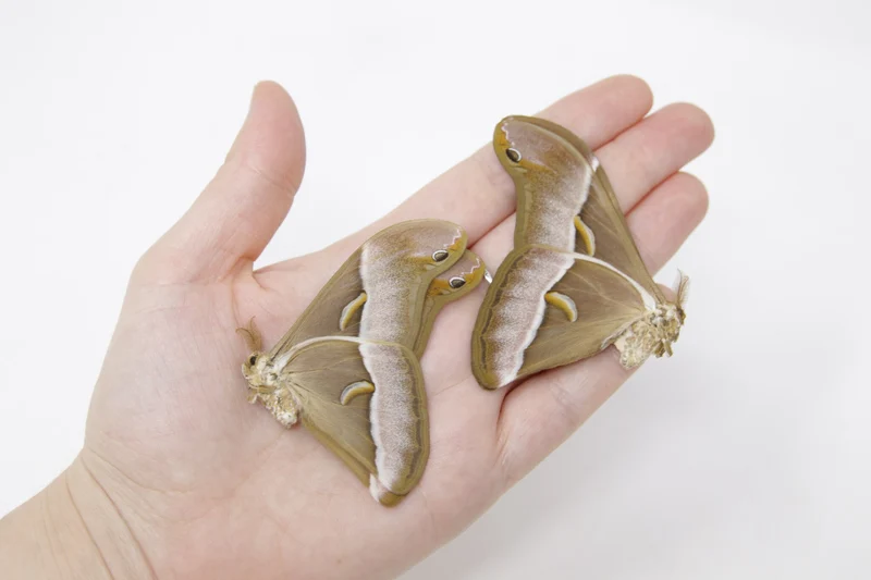 TWO (2) Samia luzonica | The Lesser Atlas Moth | Dry-preserved Lepidoptera Specimens