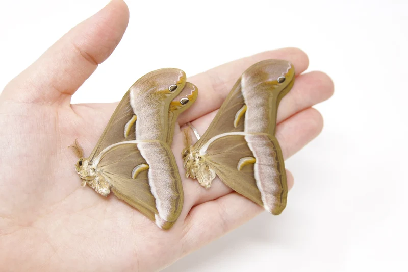TWO (2) Samia luzonica | The Lesser Atlas Moth | Dry-preserved Lepidoptera Specimens
