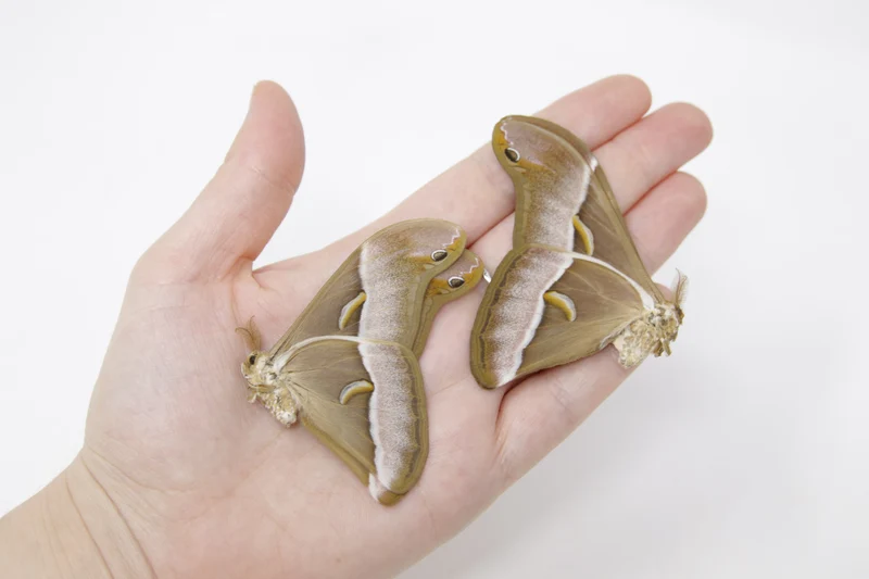 TWO (2) Samia luzonica | The Lesser Atlas Moth | Dry-preserved Lepidoptera Specimens