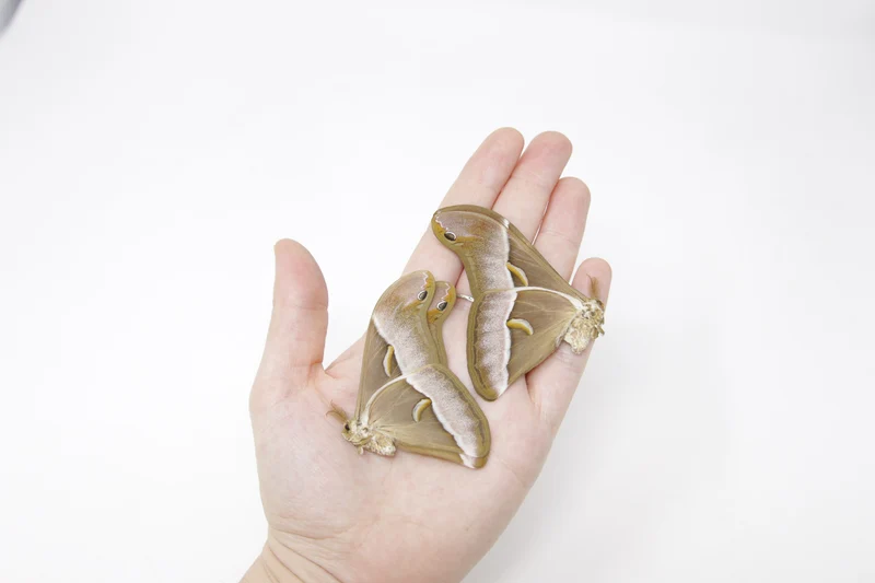 TWO (2) Samia luzonica | The Lesser Atlas Moth | Dry-preserved Lepidoptera Specimens