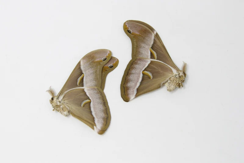 TWO (2) Samia luzonica | The Lesser Atlas Moth | Dry-preserved Lepidoptera Specimens
