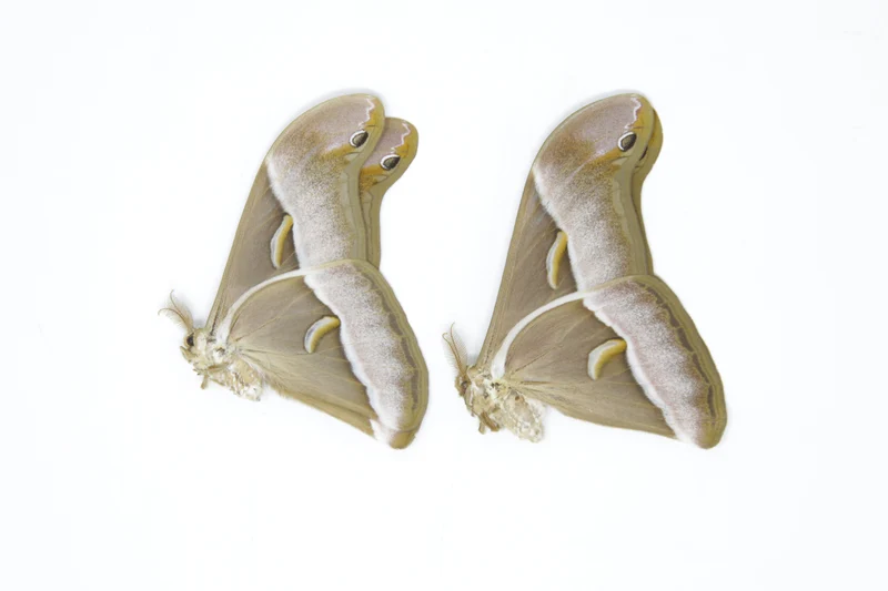 TWO (2) Samia luzonica | The Lesser Atlas Moth | Dry-preserved Lepidoptera Specimens