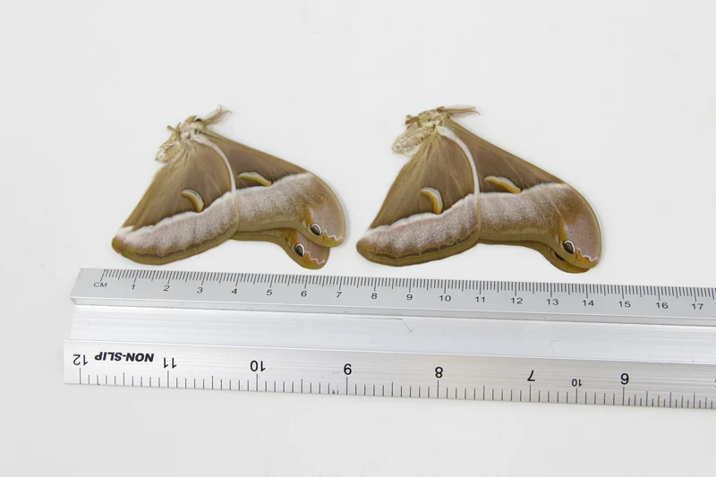 TWO (2) Samia luzonica | The Lesser Atlas Moth | Dry-preserved Lepidoptera Specimens