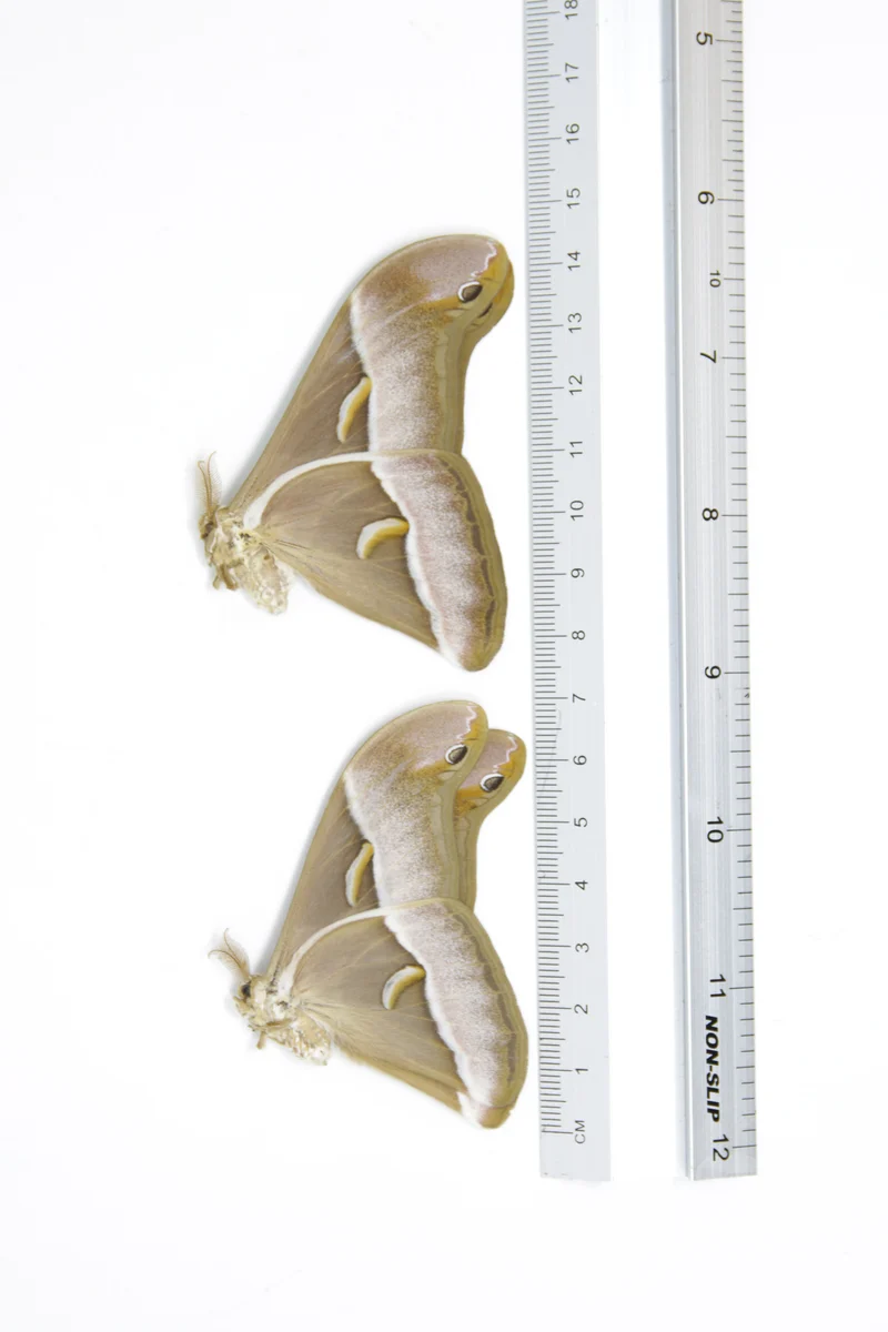 TWO (2) Samia luzonica | The Lesser Atlas Moth | Dry-preserved Lepidoptera Specimens