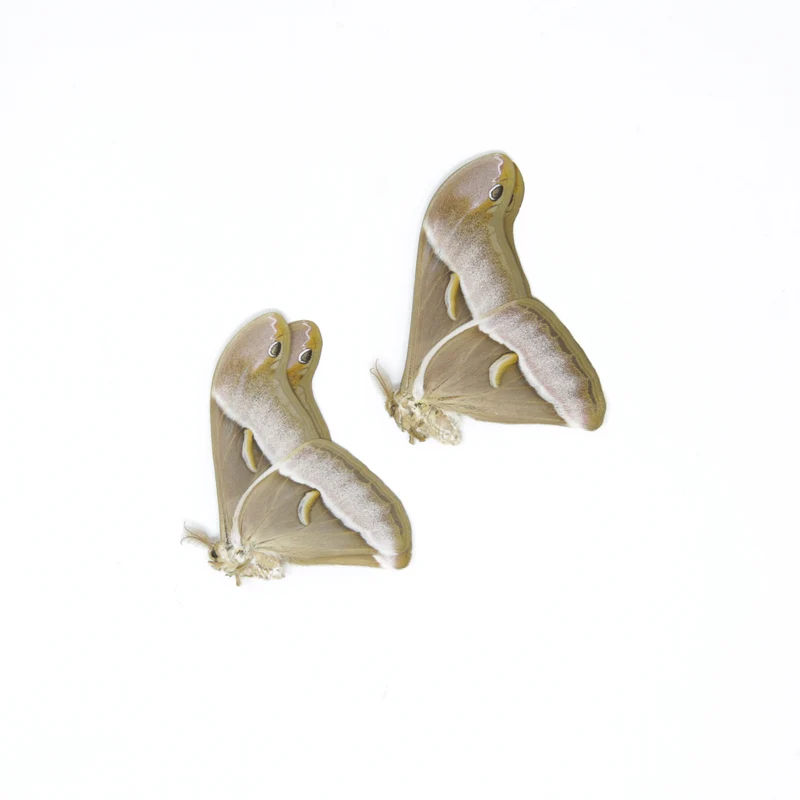 TWO (2) Samia luzonica | The Lesser Atlas Moth | Dry-preserved Lepidoptera Specimens