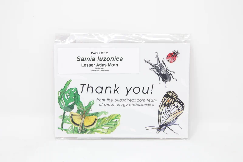 TWO (2) Samia luzonica | The Lesser Atlas Moth | Dry-preserved Lepidoptera Specimens