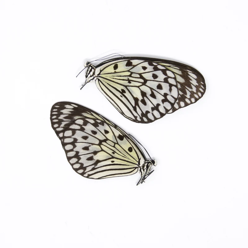 TWO (2) Idea leuconoe | The Paper Kite | Dry-preserved Butterfly Specimens