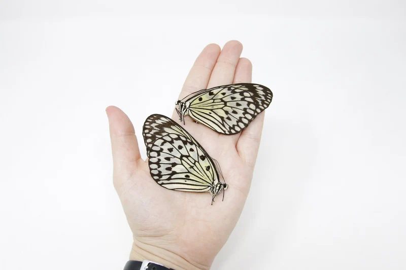 TWO (2) Idea leuconoe | The Paper Kite | Dry-preserved Butterfly Specimens