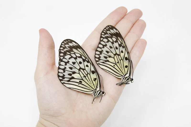 TWO (2) Idea leuconoe | The Paper Kite | Dry-preserved Butterfly Specimens