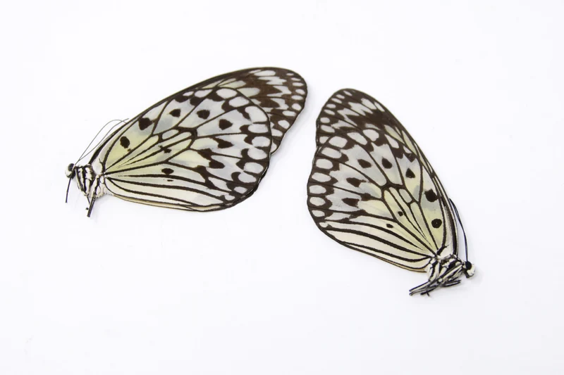TWO (2) Idea leuconoe | The Paper Kite | Dry-preserved Butterfly Specimens