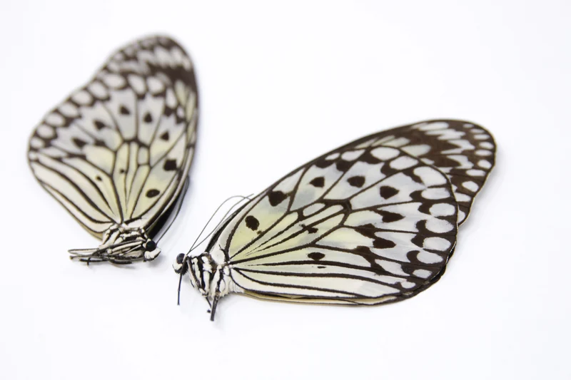 TWO (2) Idea leuconoe | The Paper Kite | Dry-preserved Butterfly Specimens