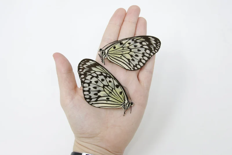 TWO (2) Idea leuconoe | The Paper Kite | Dry-preserved Butterfly Specimens
