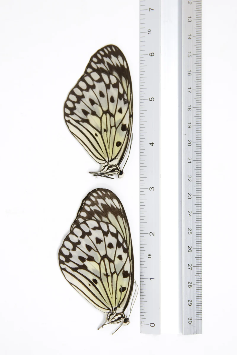 TWO (2) Idea leuconoe | The Paper Kite | Dry-preserved Butterfly Specimens