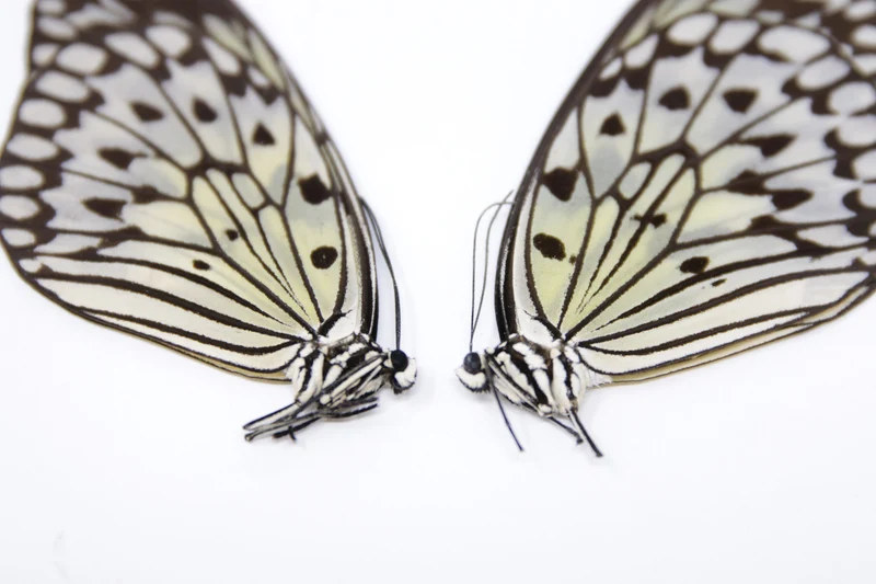 TWO (2) Idea leuconoe | The Paper Kite | Dry-preserved Butterfly Specimens