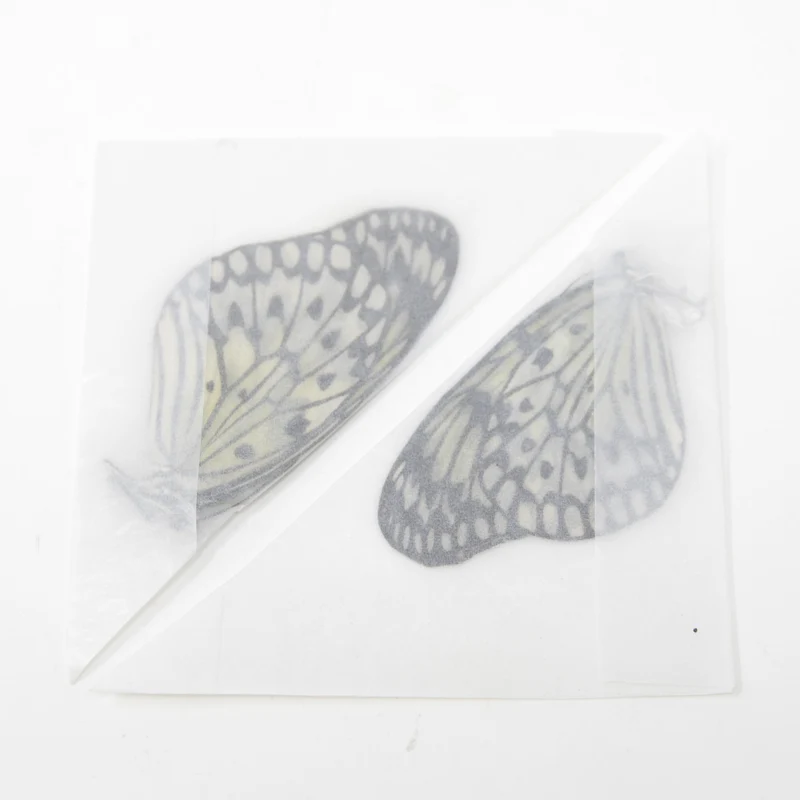 TWO (2) Idea leuconoe | The Paper Kite | Dry-preserved Butterfly Specimens