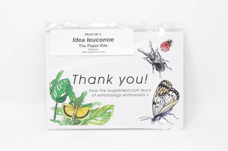 TWO (2) Idea leuconoe | The Paper Kite | Dry-preserved Butterfly Specimens