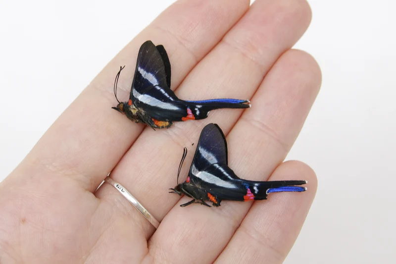 TWO (2) Rhetus arcius | The Long-tailed Metalmark | Dry-preserved Butterfly Specimens