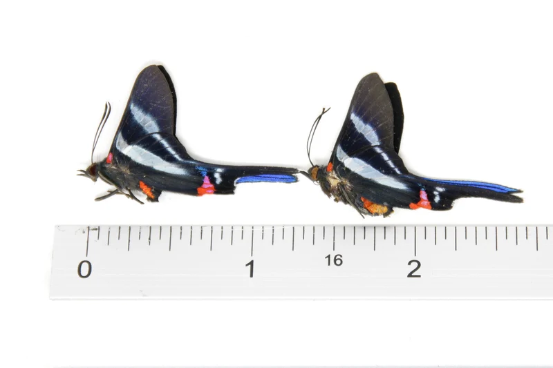 TWO (2) Rhetus arcius | The Long-tailed Metalmark | Dry-preserved Butterfly Specimens