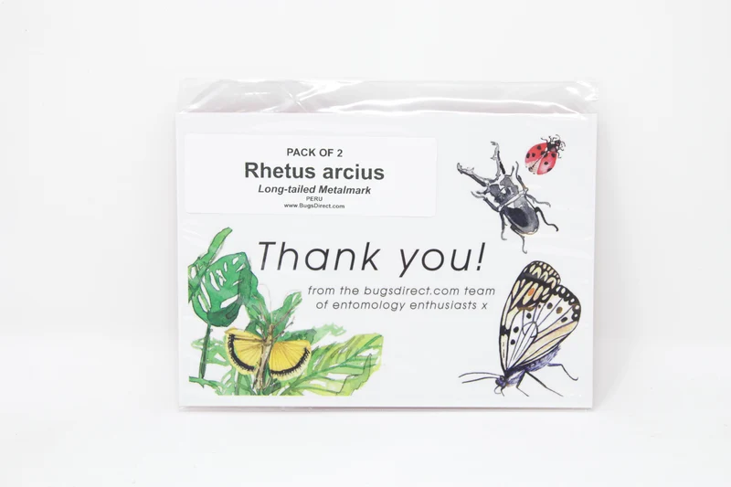 TWO (2) Rhetus arcius | The Long-tailed Metalmark | Dry-preserved Butterfly Specimens