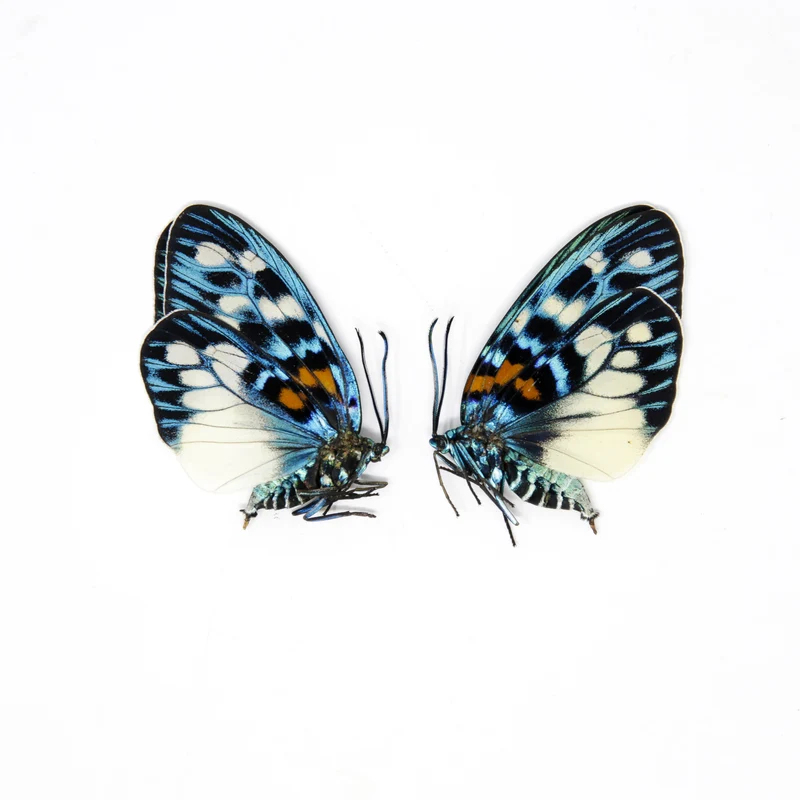 TWO (2) Erasmia pulchera | Thai Day-flying Moths | Dry-preserved specimens