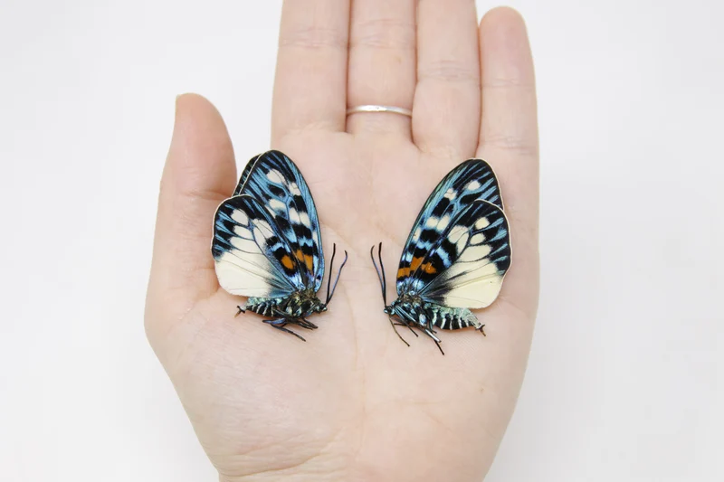 TWO (2) Erasmia pulchera | Thai Day-flying Moths | Dry-preserved specimens