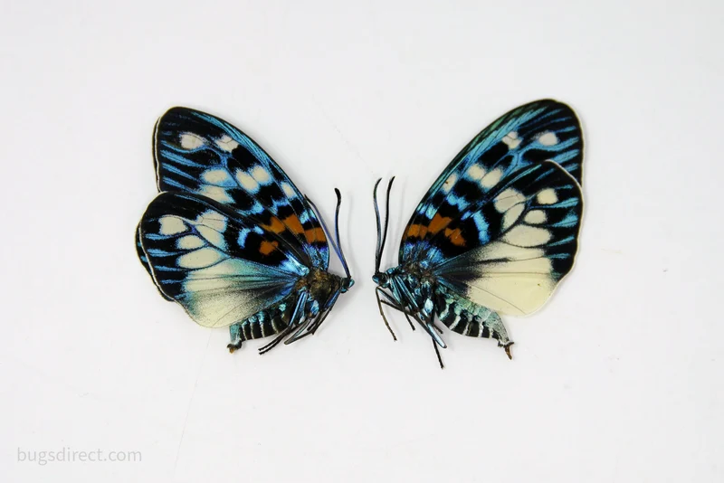 TWO (2) Erasmia pulchera | Thai Day-flying Moths | Dry-preserved specimens